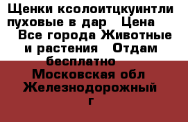 Щенки ксолоитцкуинтли пуховые в дар › Цена ­ 1 - Все города Животные и растения » Отдам бесплатно   . Московская обл.,Железнодорожный г.